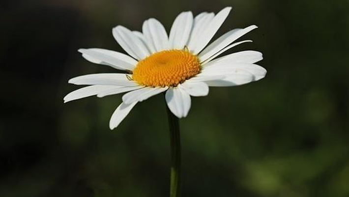 daisy for CDOP